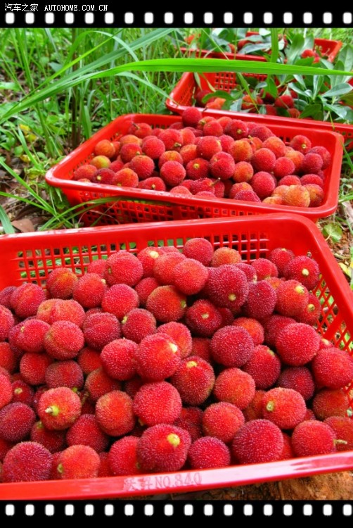 韶关车友始兴摘杨梅烧烤