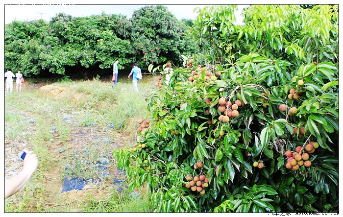 硕果累累的荔枝园.
