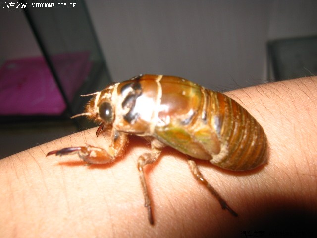 晒图,半夜去拿节流龟,方言叫做:知了幼虫