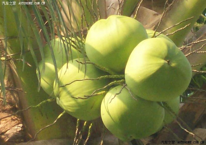 很多特产,当然最主要的就是椰子了,到处都是椰树,上面挂着一串串椰子