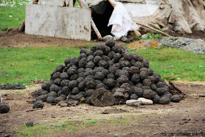 山里没东西点火,哈族直接拿牛粪做燃料,真是有办法啊.