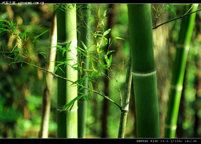 在太平湖有个绿竹山庄,环境不错,正好有个熟人在哪里,到里面转了半天.