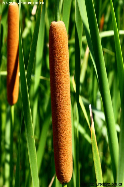 有芦苇就有芦苇棒,要是香肠就好了