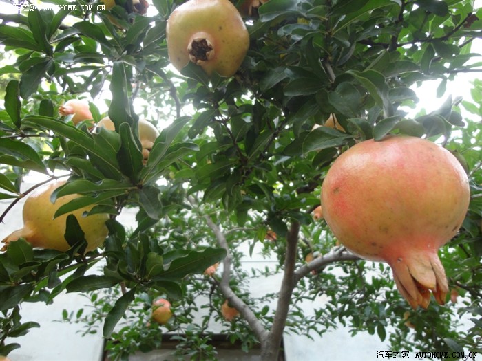 金牛山石榴园游玩