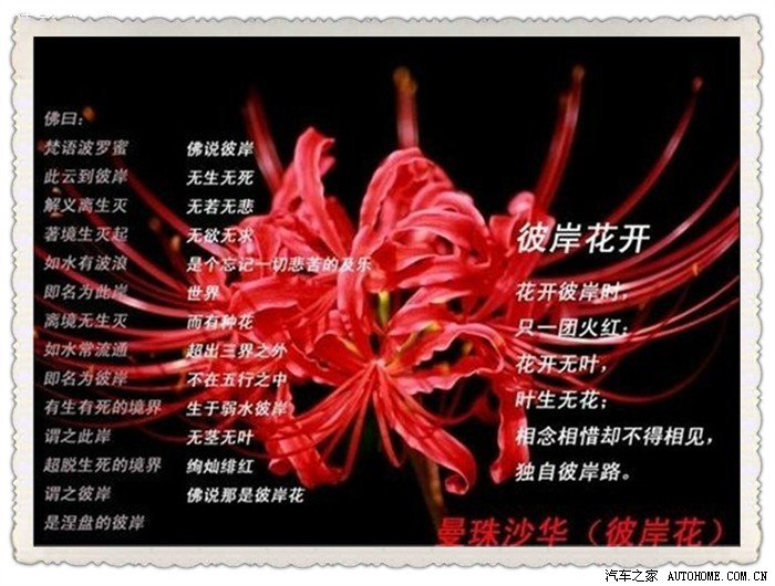 终于知道这花的名字了,花名曼珠沙华.