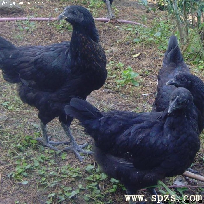 神禾塬畔偶遇黑羽乌骨鸡