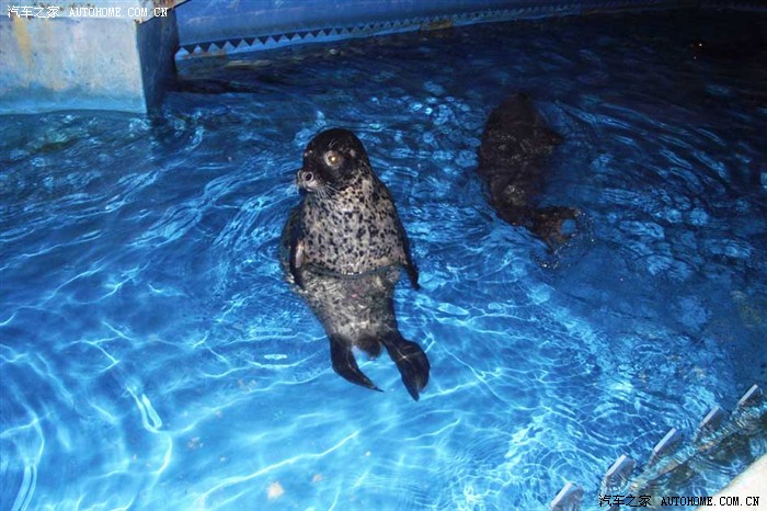 这鱼跟飞了似,就叫飞鱼吧(哈哈,我起)