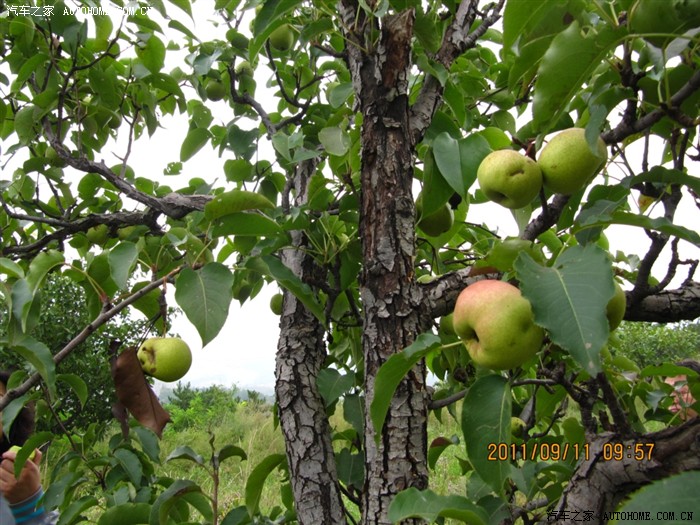一位让人敬仰的八十七岁老人袁克良大山里义务植树37载