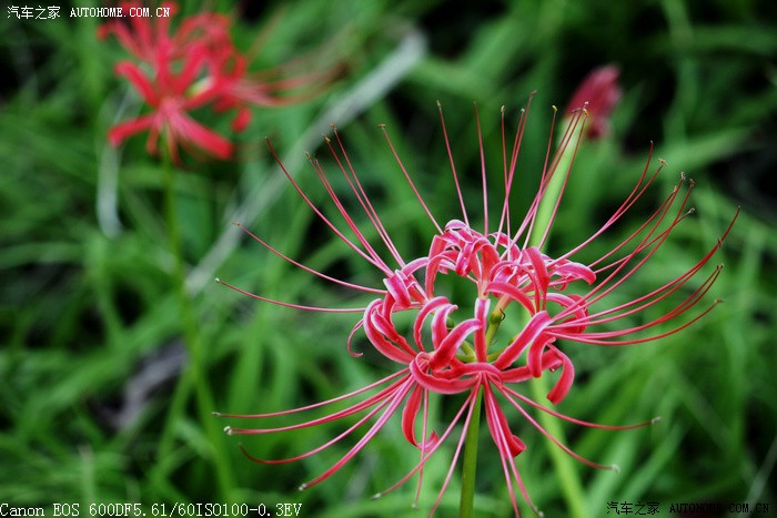 兔子爱吃窝边草之二