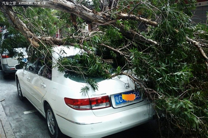 给你一张今天上午台风吹断树枝压坏小车的照片.