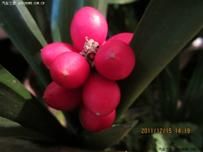 来个写真,我家养了七十五年的万年青的果果,大家新年吉祥