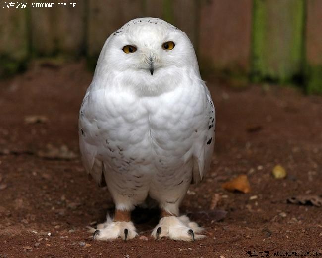 请教y8老鸟两个问题,提了丝缎银的tx也来看看!
