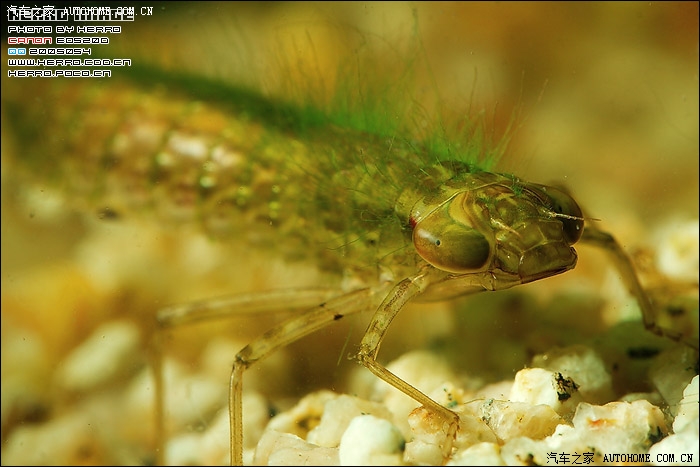 无聊贴觉得新福前脸像蜻蜓幼虫水虿的进
