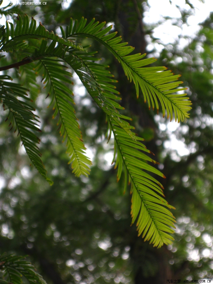 秋日的含羞草树