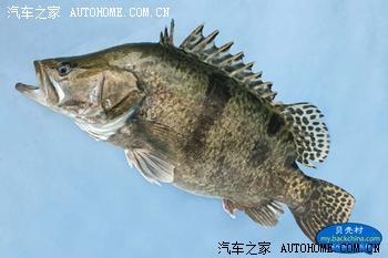 【图】与车无关_花冠论坛_汽车之家论坛