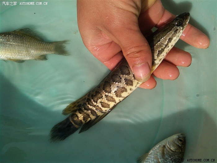 钓的野生小黑鱼明天淇河放生