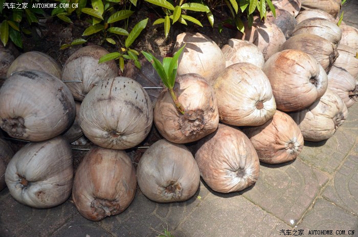 植物中最大的种子——椰子,这是在培育种子发芽