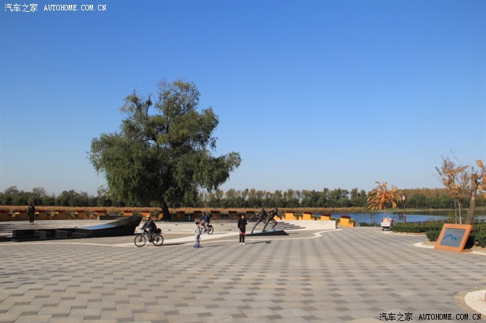 大运河通州森林公园银枫秋实景区的秋色