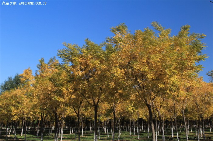 大运河通州森林公园银枫秋实景区的秋色