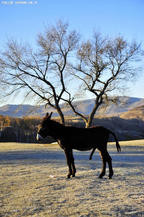 人在旅途之内蒙坝上