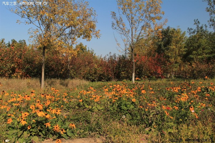 大运河通州森林公园银枫秋实景区的秋色