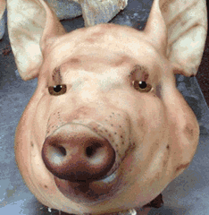 高尔夫论坛_汽车之家论坛