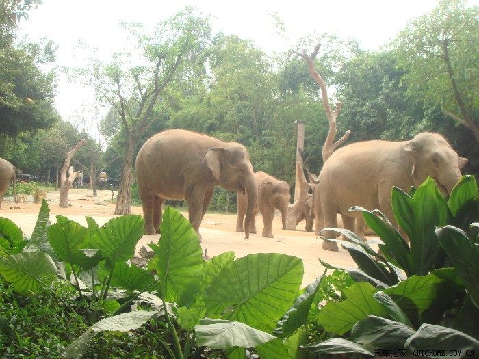 广州香江野生动物园一游动物都是放养的哟