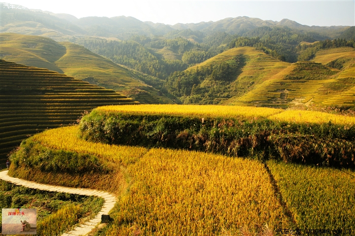 丛山峻岭中的花园----随拍广西龙脊梯田