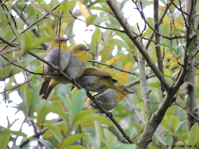 我也有两组雀的图片大家共赏大雀小雀