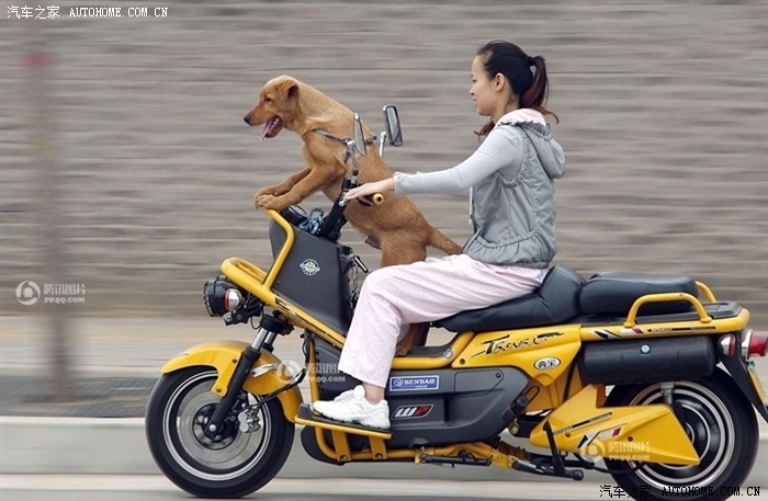 真正的导航犬这个车是什么车啊