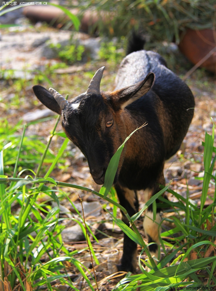 入秋要进补广西探访马山都安黑山羊