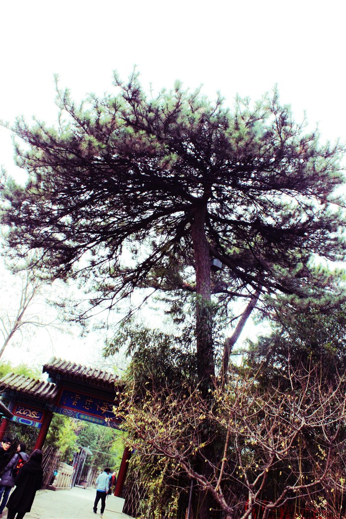 自驾红螺寺(3):探寻心中的"红螺仙女"