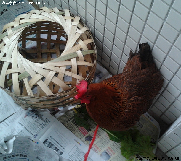 求助家里养一只鸡的问题好吧有杰宝了