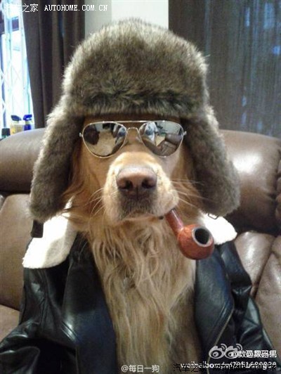 东莞年底偷狗贼猖狂 10秒偷一只狗