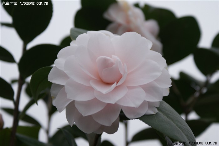 粉白色茶花,确实漂亮啊