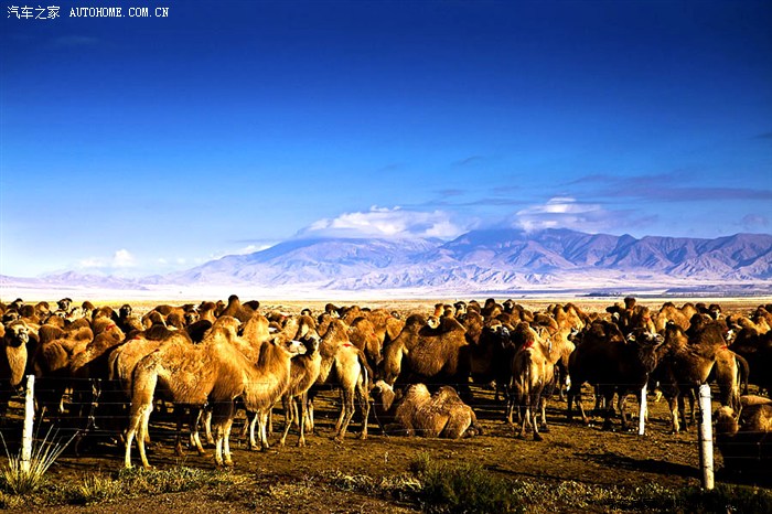 二,青藏线,别来无恙 照片流水 茶卡出发不久,看到的驼群
