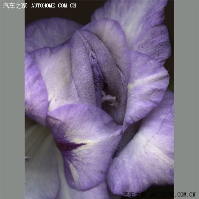 这个你们见过吗 (真的假的)