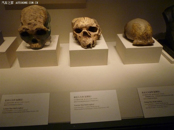 根据北京人头盖骨复原的北京人头像.