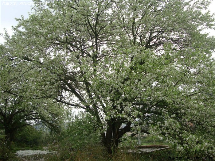 70 广西论坛 梨花如静女,寂寞出春暮(诗意梨花)     梨花靓艳寒香
