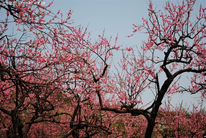 桂林恭城桃花节--带你去走桃花运