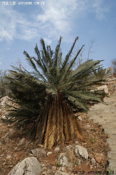 巴蜀三宝攀枝花苏铁和平江天主教堂自驾游