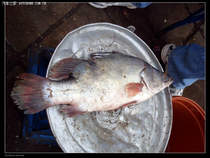 我参加了黑色会----非洲之旅(2761楼与2976楼新增照片与视频)