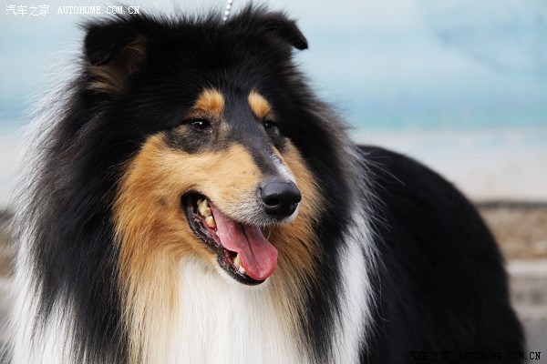 图片上的狗狗是你的吗,来两张,  是我的  纯血英系苏格兰牧羊犬