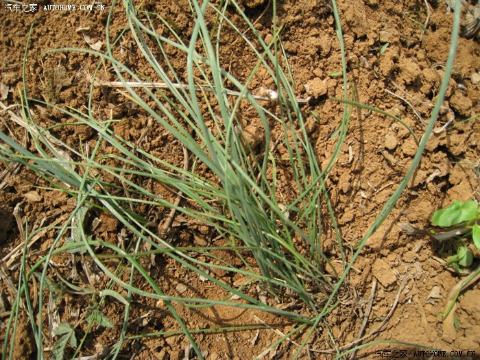 与车无关可以食用的野菜