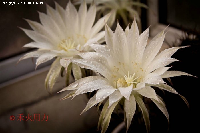 天鹅蛋花请欣赏