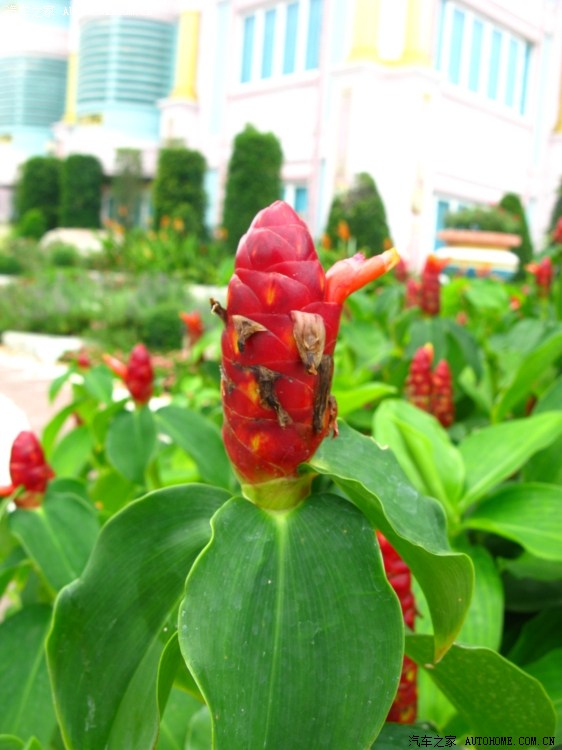 据说这个花叫流氓花,人家哪里流氓?偶单纯,偶懂