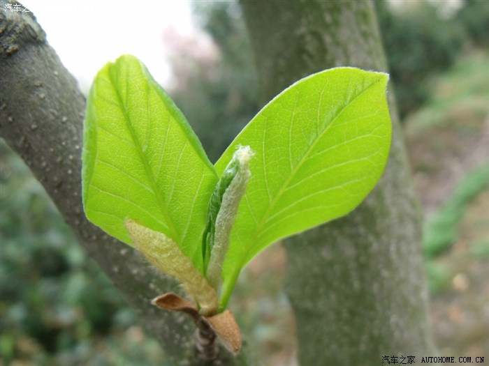 红枫湖畔一组春