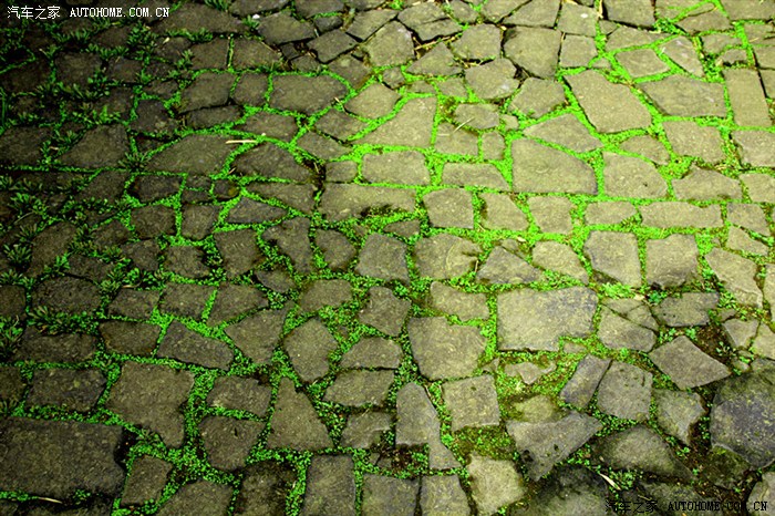 石缝里绿色生命