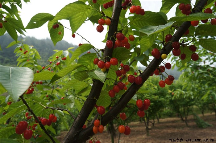 5.1花溪孟关樱桃季
