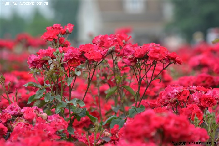 游郫县花源镇天府玫瑰谷